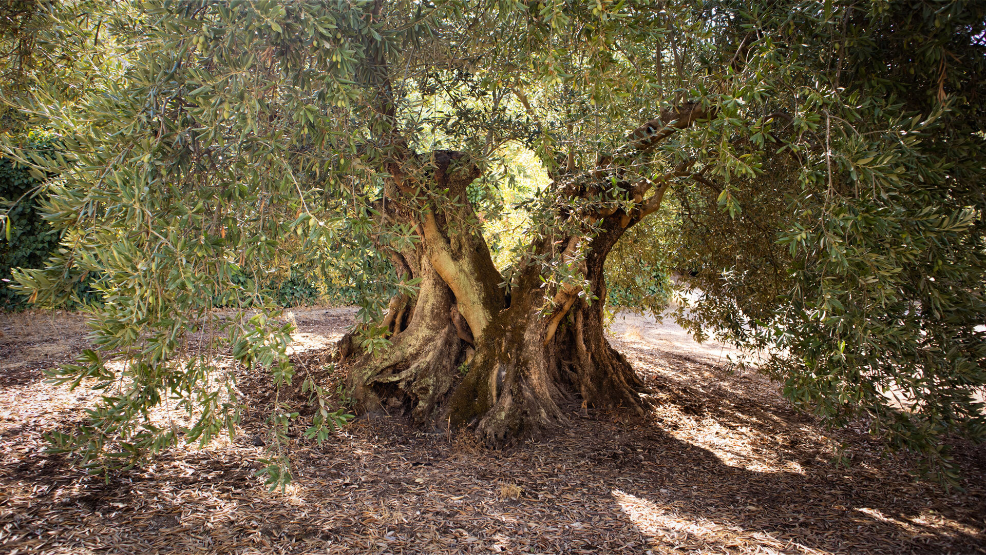 Uralter Olivenbaum in Andalusien