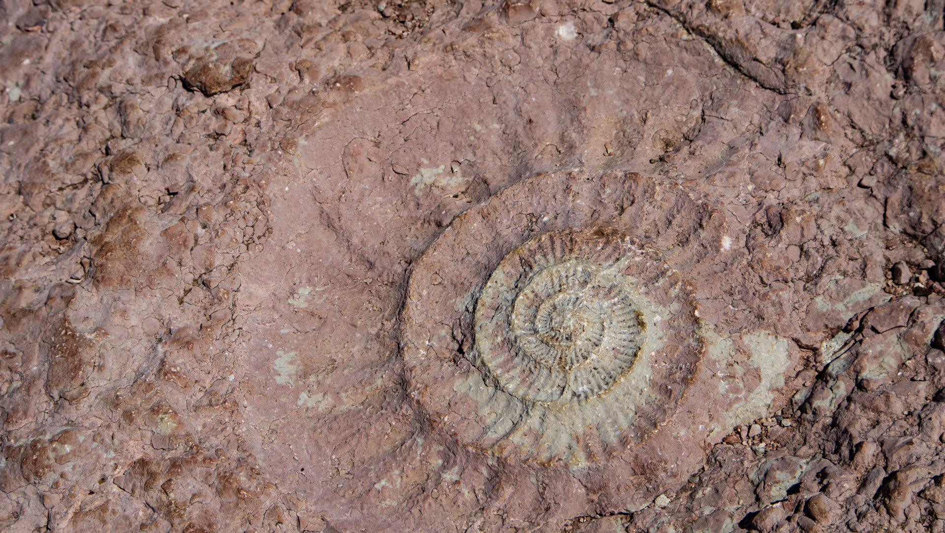 Ammoniten – Versteinerungen aus der Sedimentationsphase