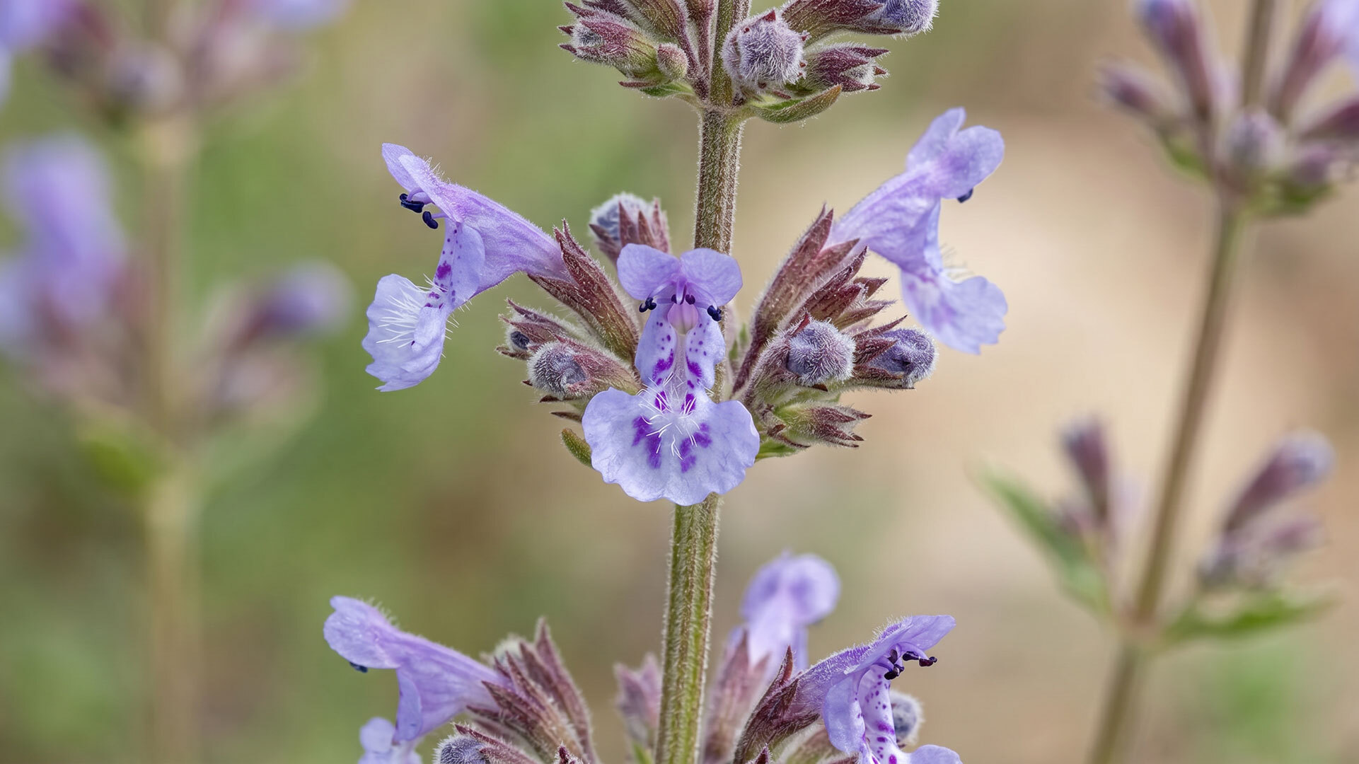 Die Antequera-Katzenminze (Nepeta amethystina)