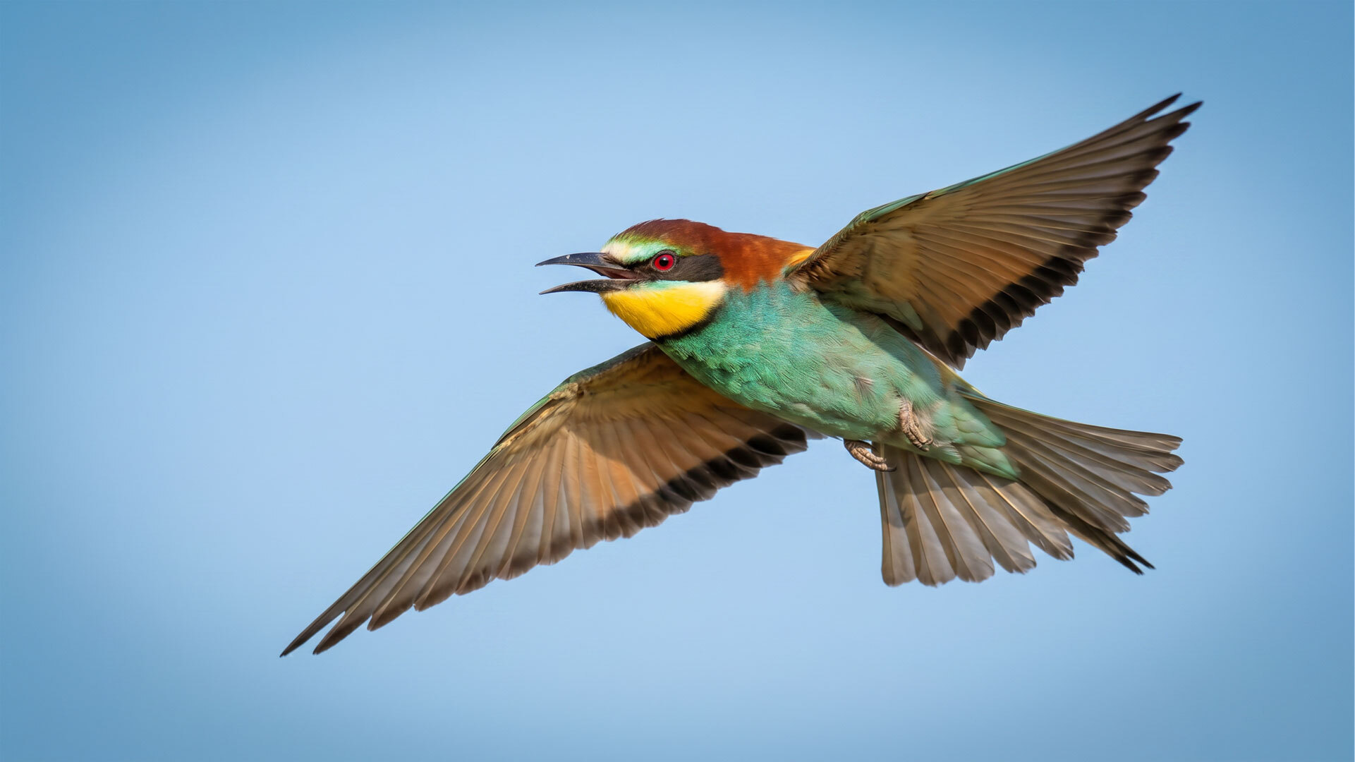 <em>Bienenfresser (Merops apiaster)</em>„/></span><figcaption class=