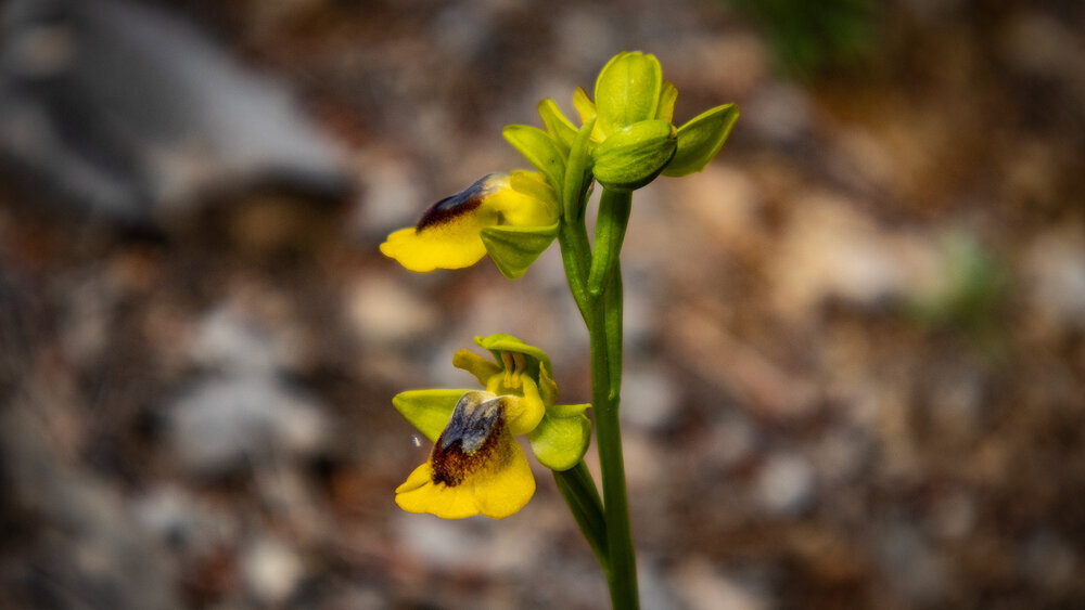 Die Braune Ragwurz Braune Ragwurz (Ophrys fusca)