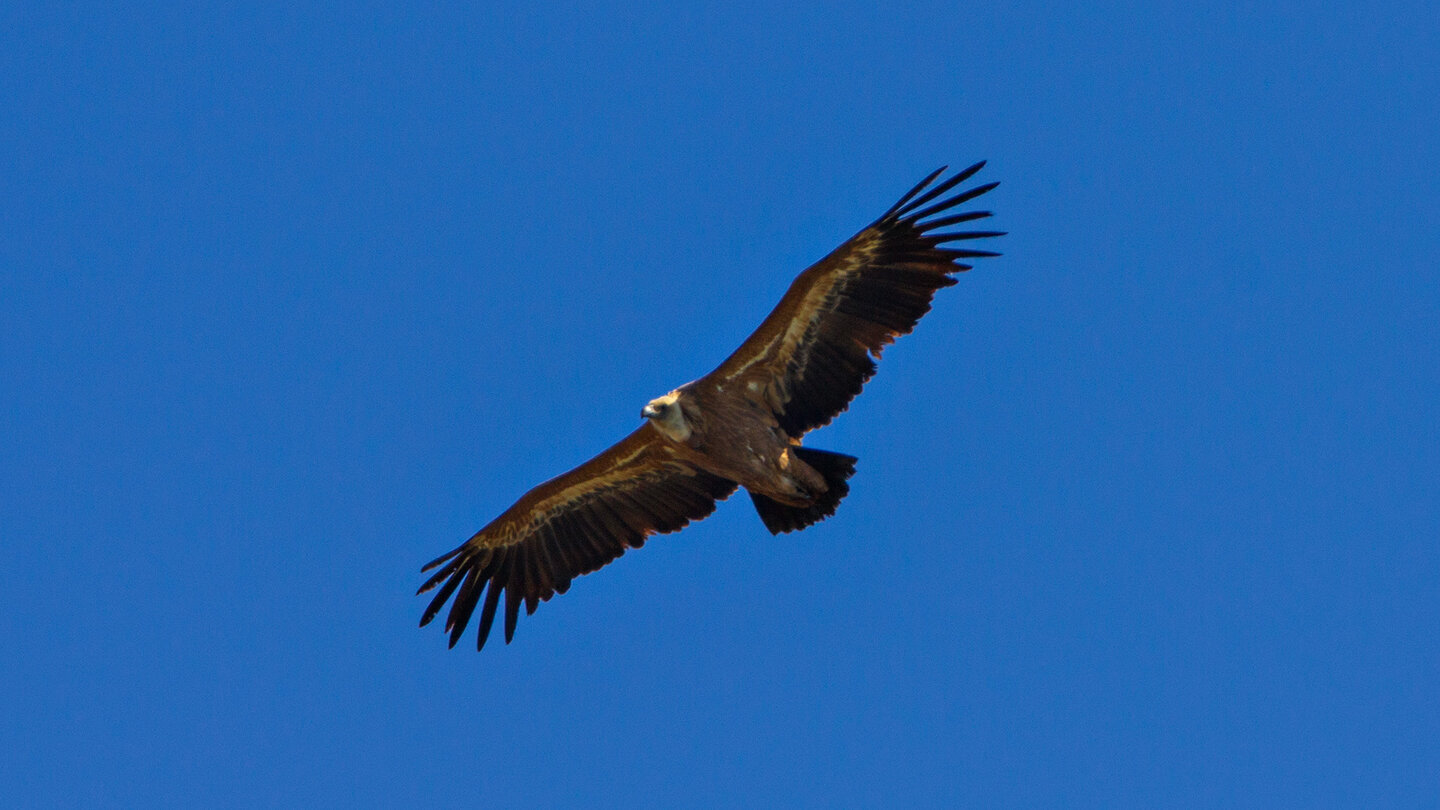 Der Gänsegeier (Gyps fulvus) – mit bis zu 2,80 m Spannweite das unbestrittene Wahrzeichen des El Torcal de Antequera