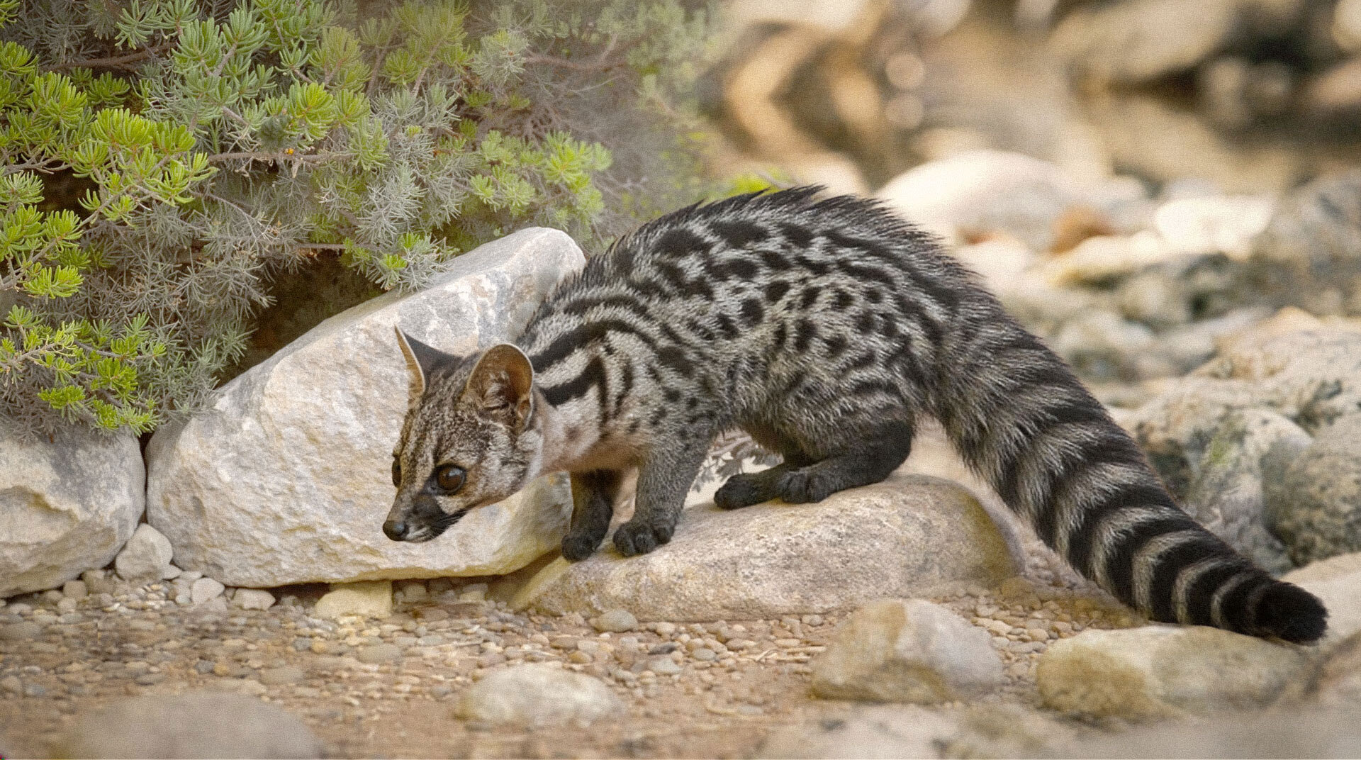 Ginsterkatze im Naturschutzgebiet „Paraje Natural Desfiladero de los Gaitanes”