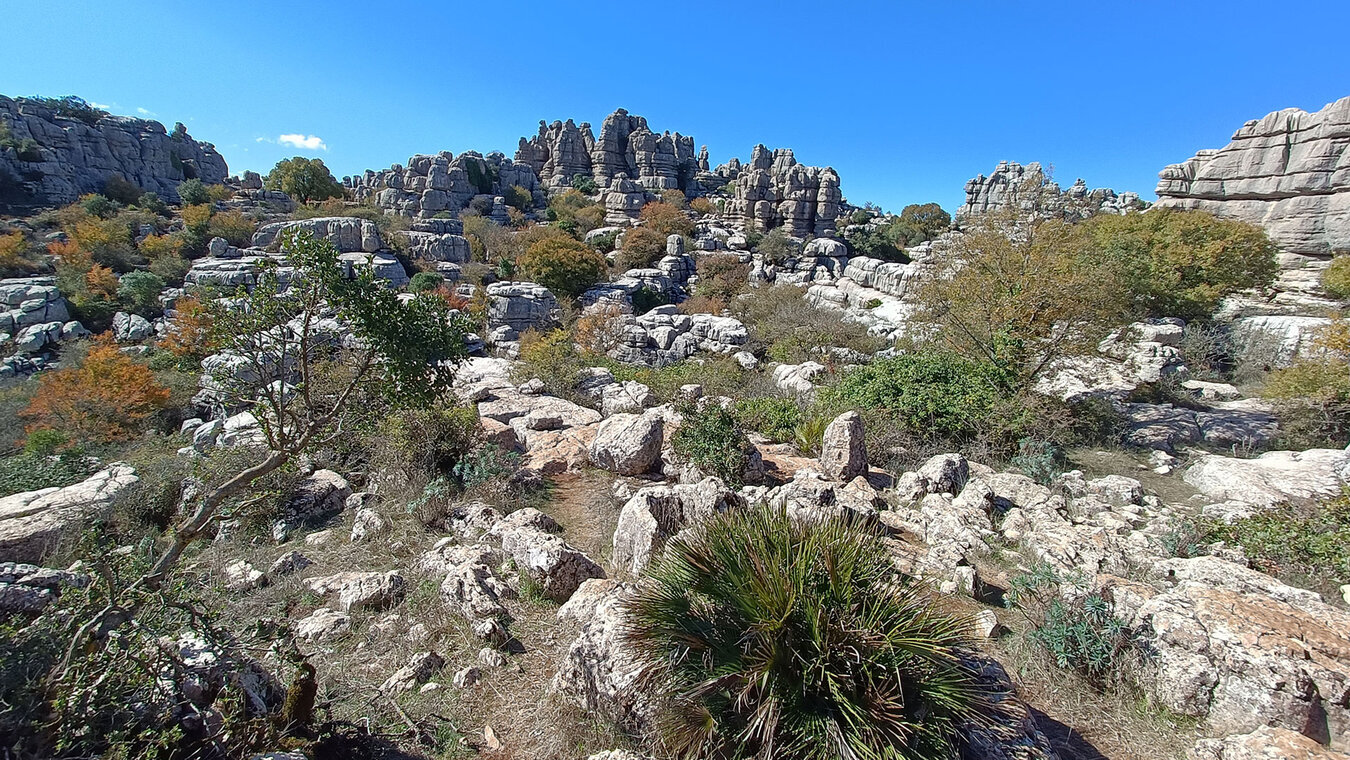 Im Herbst verfärbt sich das Laub im El Torcal – die zweitschönste Wanderzeit nach dem Frühling, mit goldenem Licht und überschaubarem Andrang