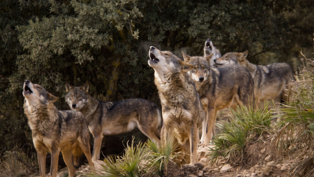Iberische Wölfe im Lobo Park Antequera