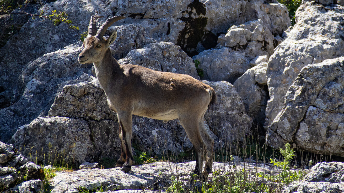 Iberischer Steinbock im Felsgebiet des El Torcal – der breite Brustkorb und die kräftigen Beine sind perfekt an das senkrechte Karstgelände angepasst