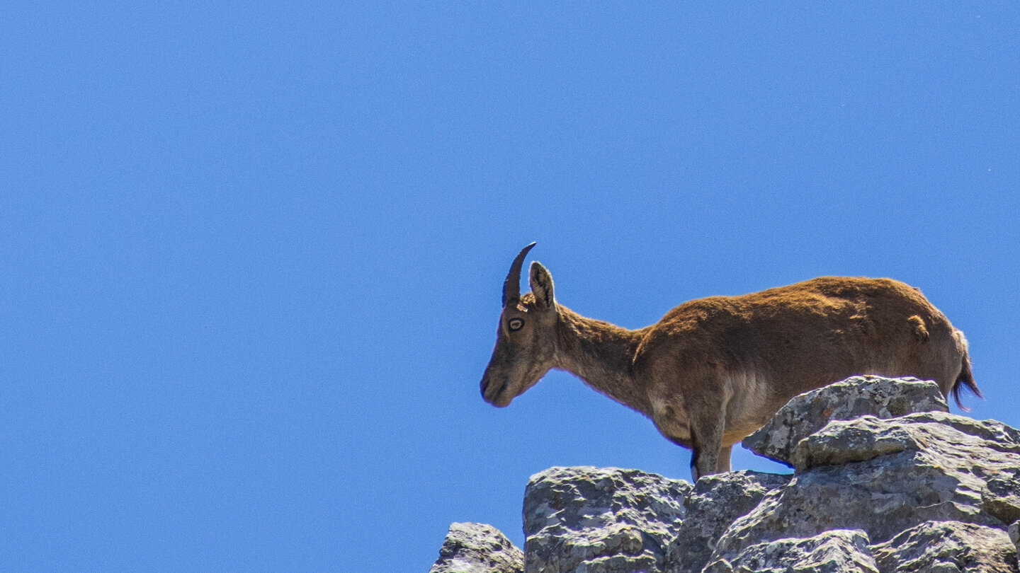 Iberischer Steinbock (Capra pyrenaica) im El Torcal – das Wahrzeichen der Berge Andalusiens auf dem Karstplateau zwischen 1.100 und 1.400 Metern