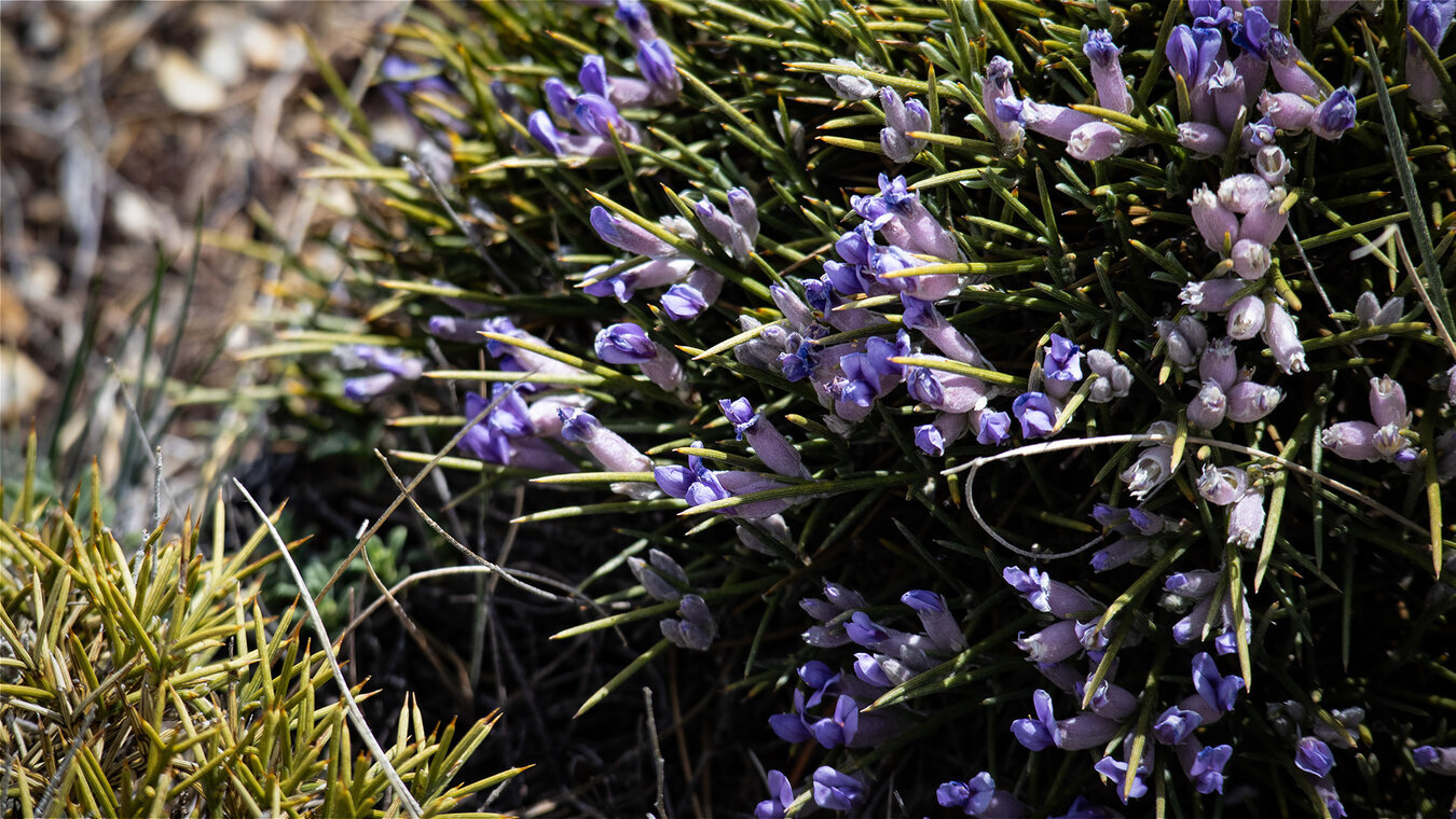 <em>Igelginster (Erinacea anthyllis)</em>„/></span><figcaption class=