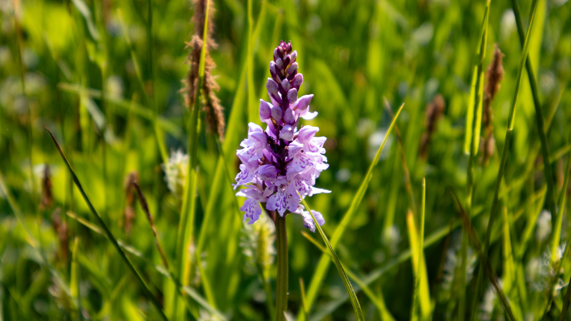 Im Torcal de Antequera findet man verschiede Arten von Knabenkraut Orchideen