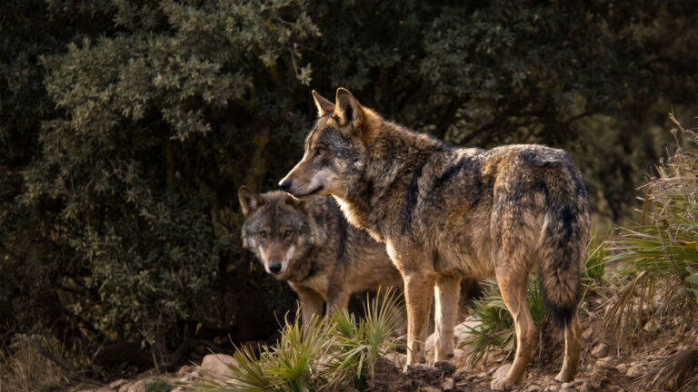 Iberische Wölfe im Lobo Park Antequera