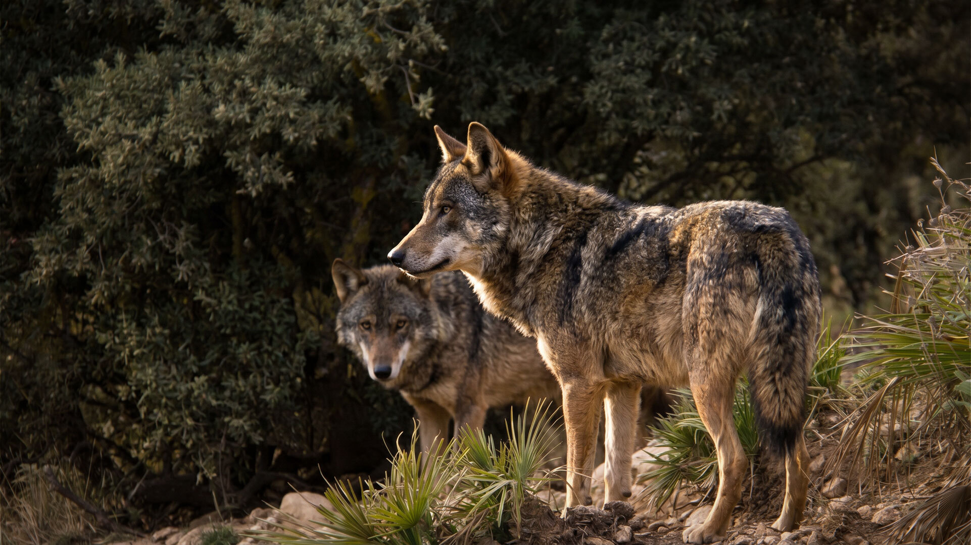 Iberische Wölfe im Lobo Park Antequera