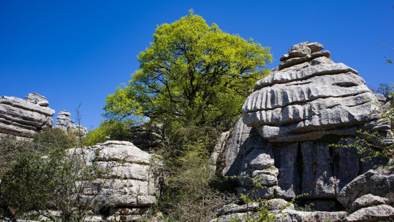 Montpellier-Ahorn in den Karstfelsen des Torcal de Antequera