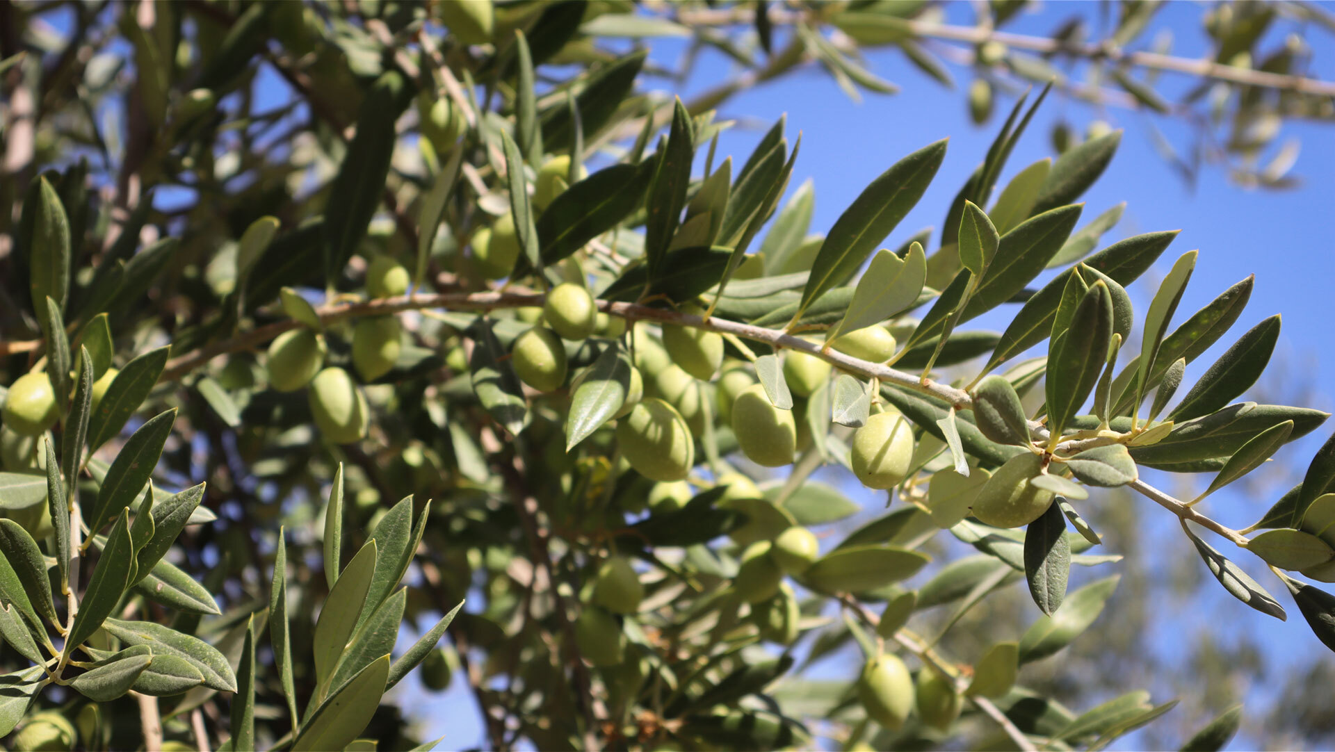 Oliven aus Antequera