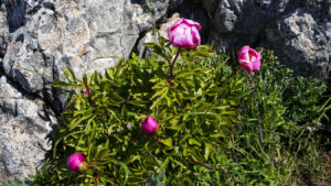 Pfingstrosen zwischen den Felsen des Torcal de Antequera