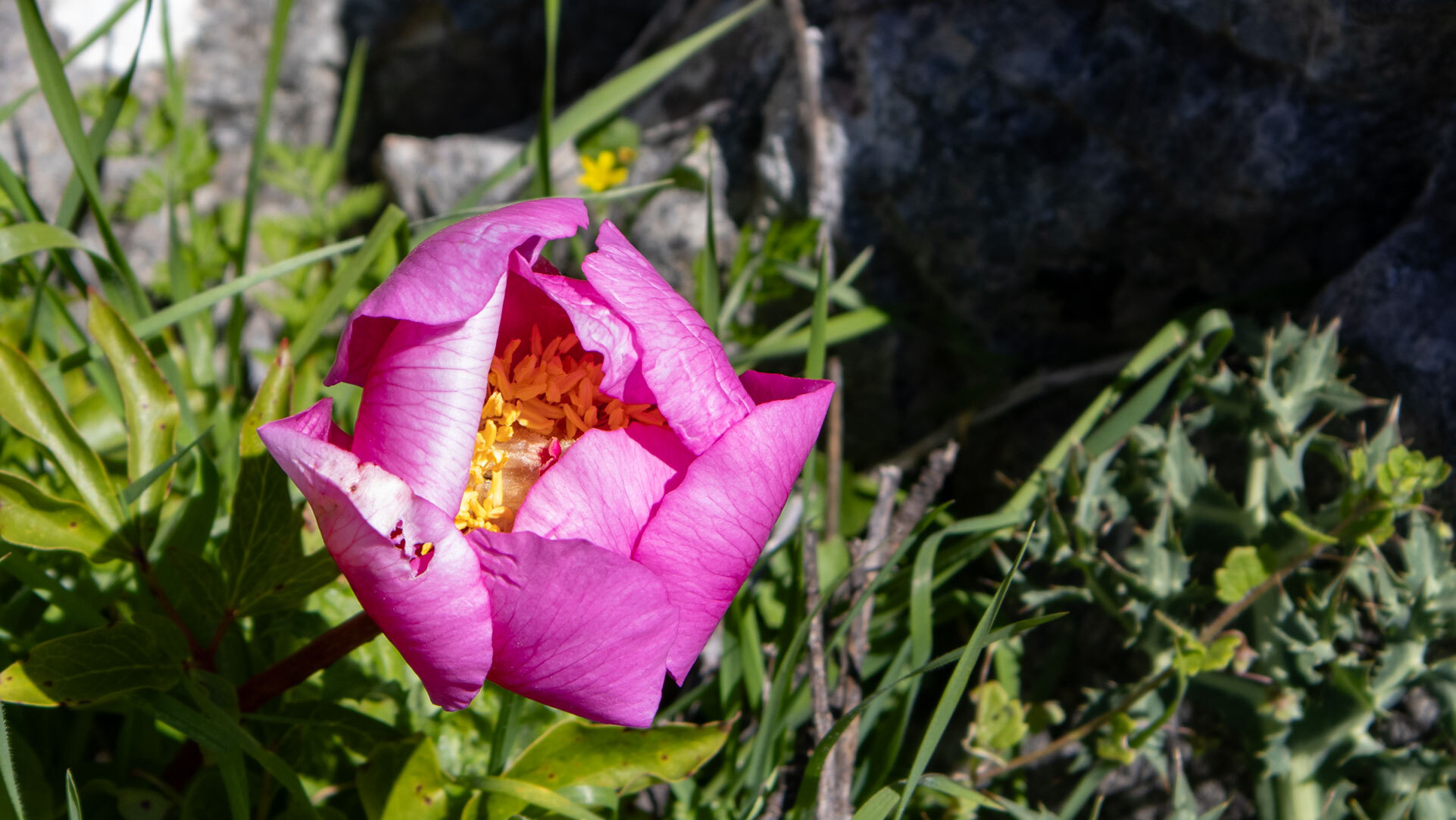 Blüte der wilden Pfingstrose im El Torcal de Antequera