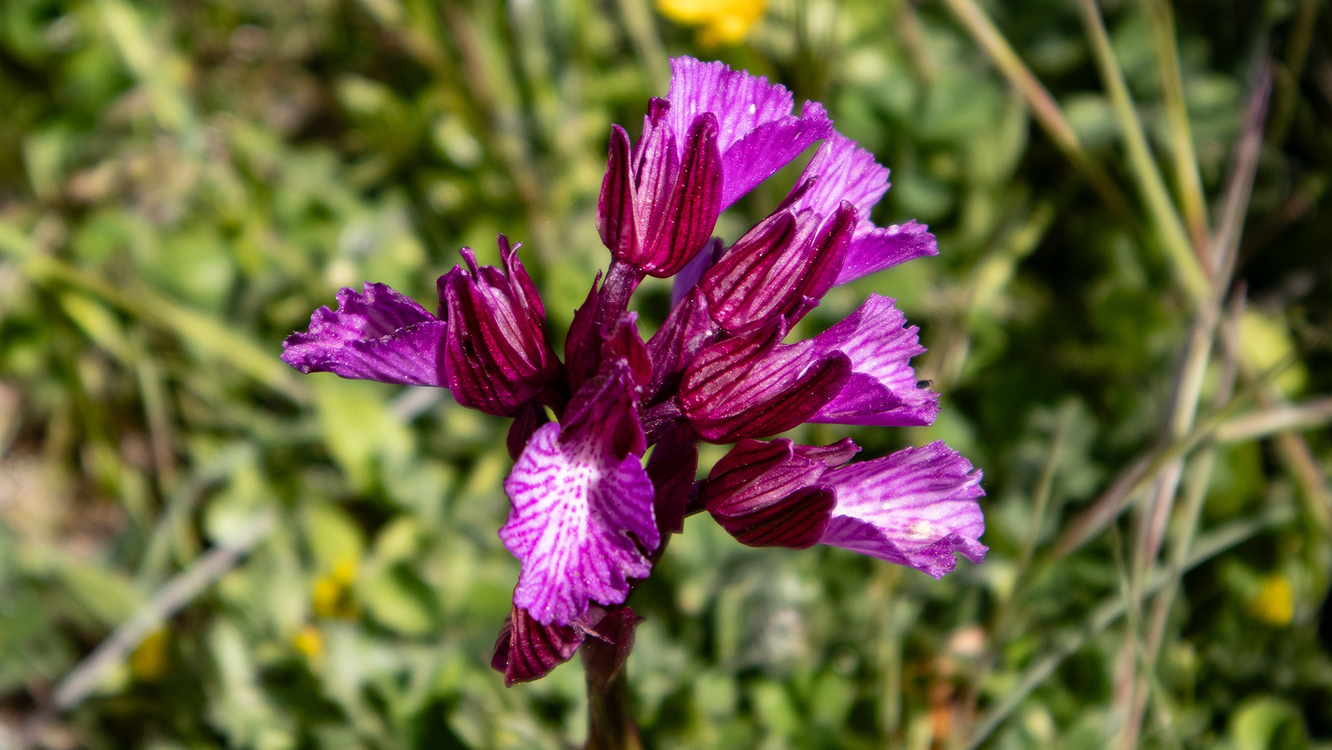 Das Schmetterlings-Knabenkraut (Anacamptis papilionacea) ist ein weiterer Schatz der andalusischen Flora