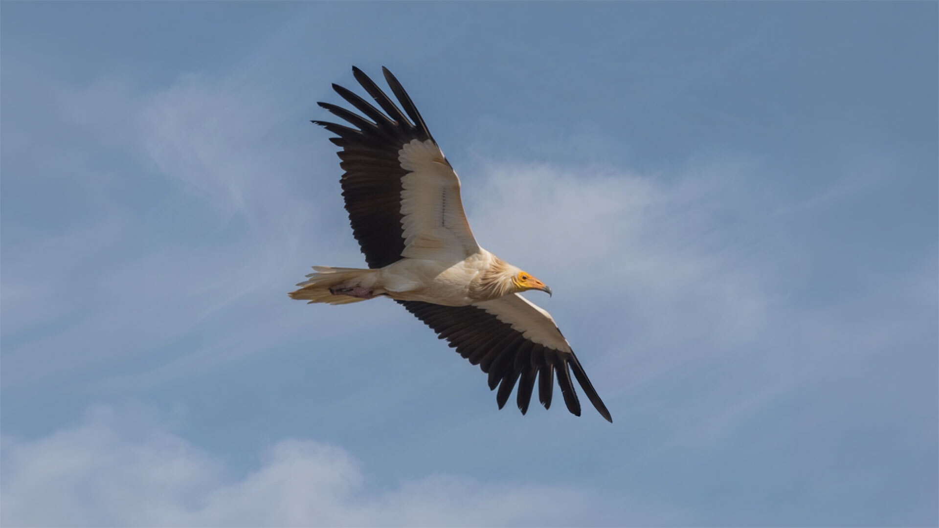 Schmutzgeier (Neophron percnopterus)