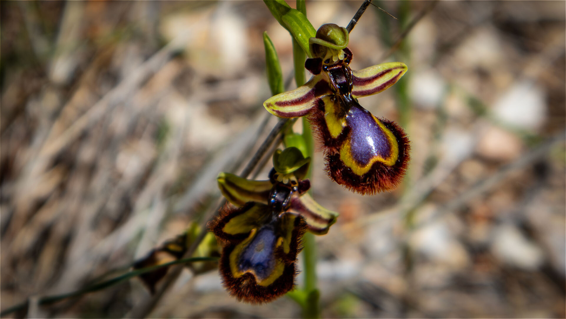 Wilde Orchidee: Spiegel-Ragwurz