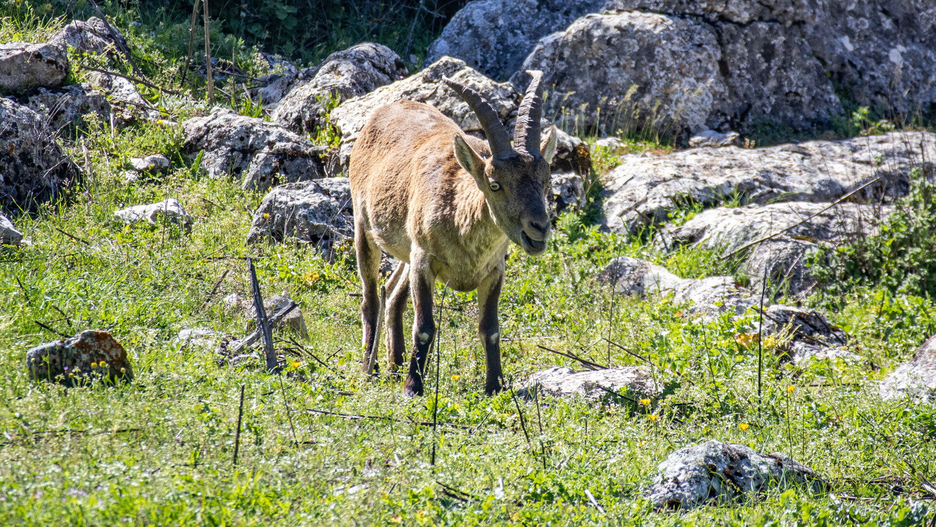 Unverhoffte Begegnung mit dem Iberischen Steinbock im Torcal de Antequera