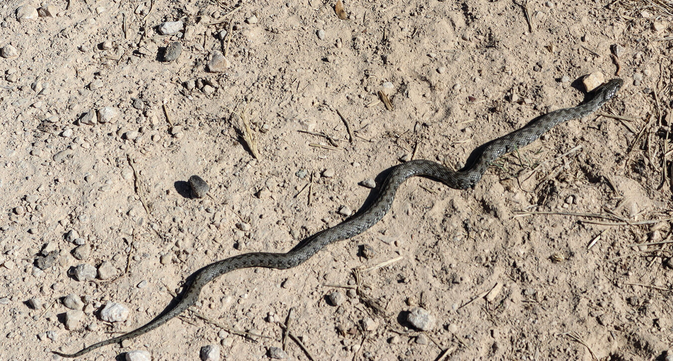 Stülpnasenotter (Vipera latastei)