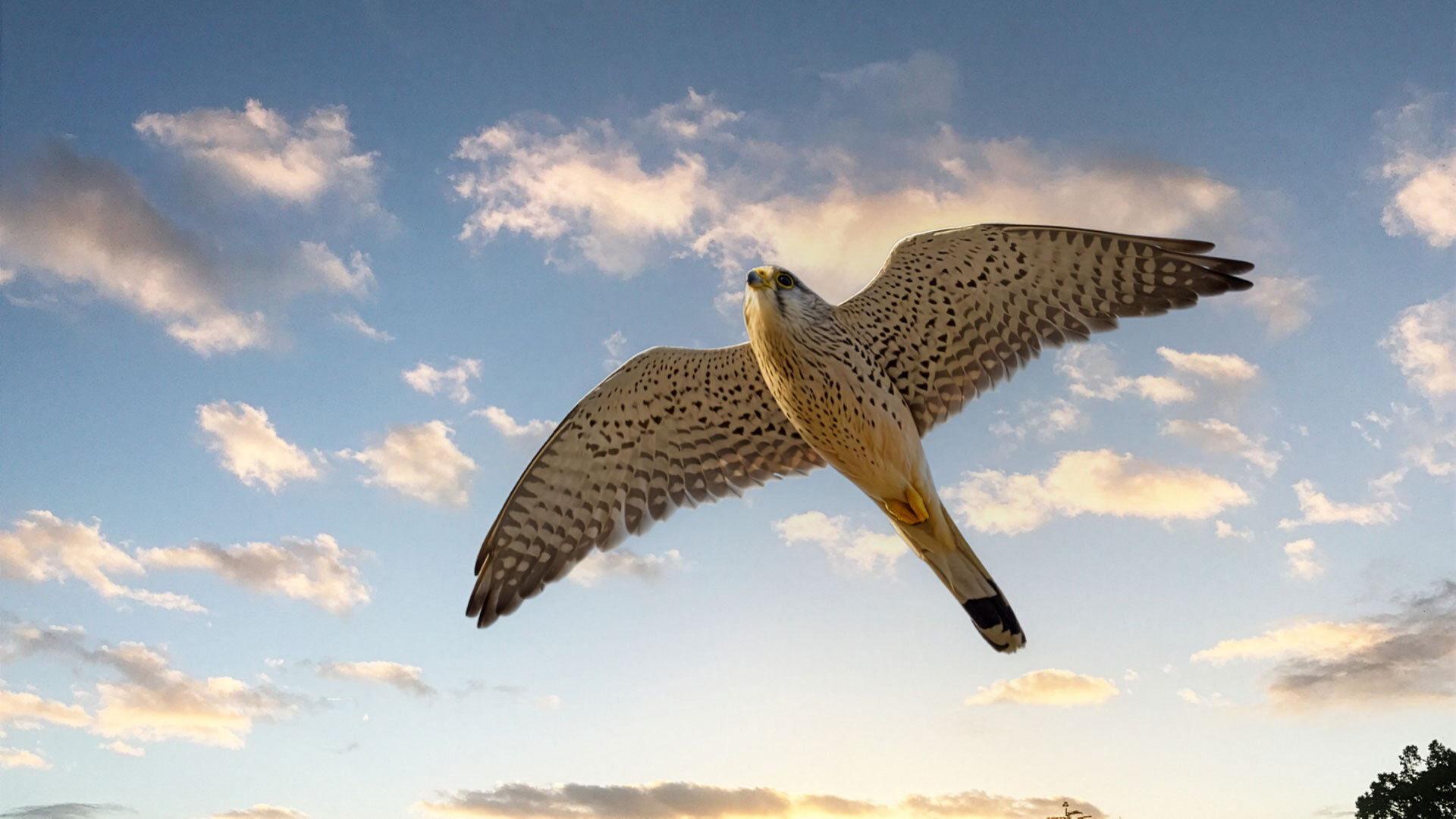 Turmfalke (Falco tinnunculus)