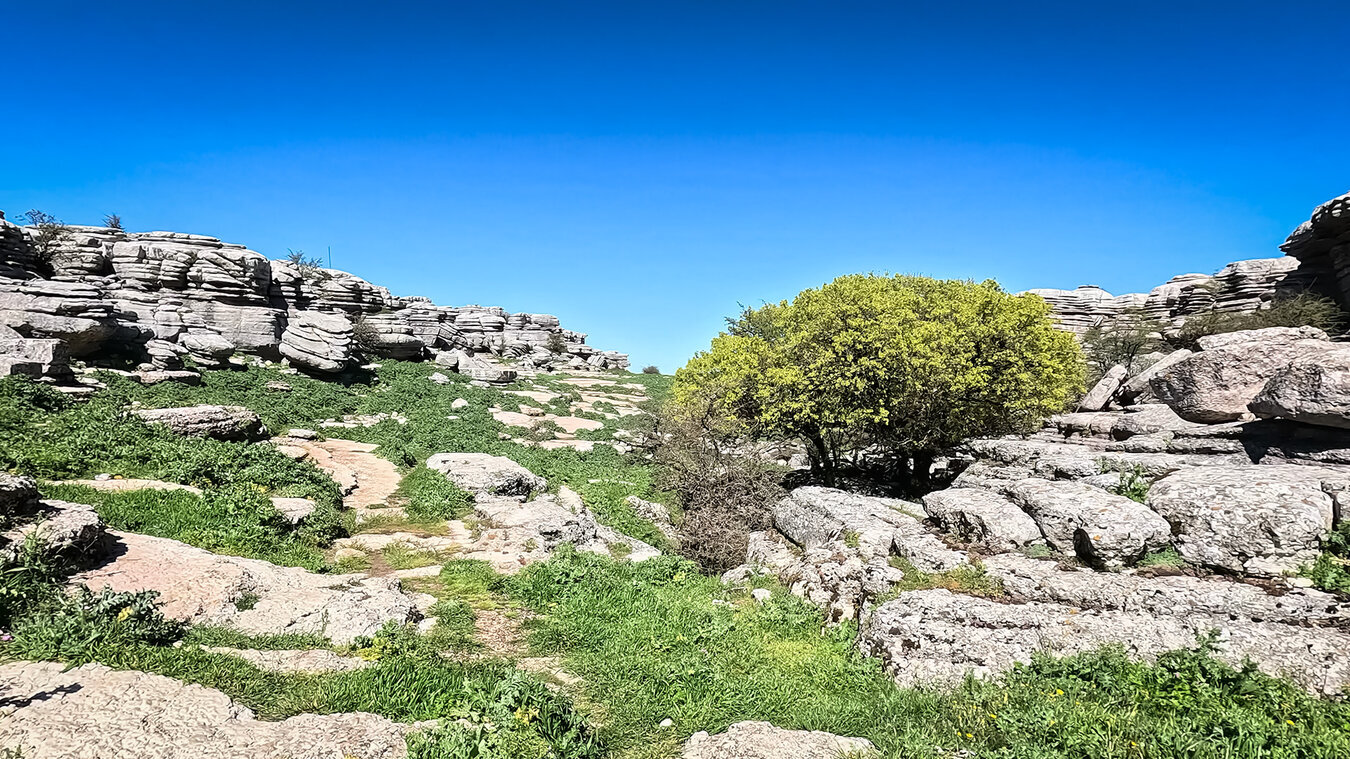Bäume des Montpellier-Ahorn bereichern die Vegetation des Naturparks Torcal de Antequera