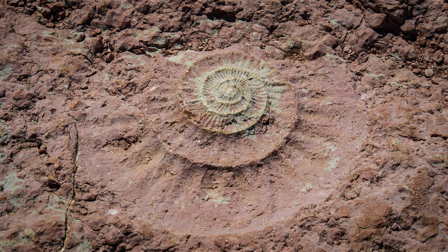 Versteinerte Ammonitenfossilien im Kalkstein des El Torcal de Antequera – 150 Millionen Jahre Erdgeschichte im Fels